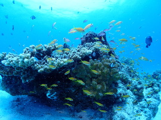 Naklejka na ściany i meble Coral Reefs and Sea Goldie