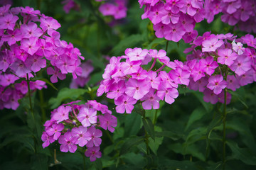 Fototapeta premium purple flowers in the wild nature at evening