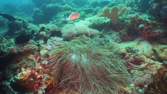 Clown Anemonefish in actinia on coral reef. Amphiprion percula. Mindoro. Underwater coral garden with anemone and clownfish. Philippines