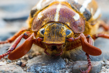 Ten Line June Bug Macro