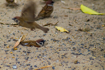 gorup of sparrows try to inset themself in the sand for warming with sand background
