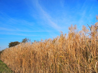 Fototapeta premium 荻と青空