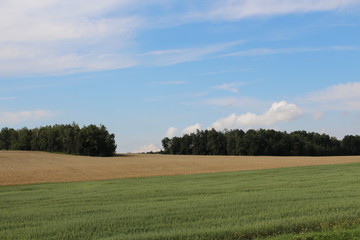 field nsture sky grass green