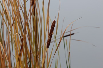 nature grass plant 