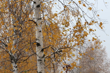 autumn tree nature forest fall