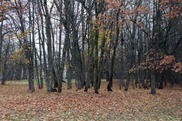 autumn tree nature forest fall