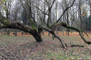 autumn tree nature forest fall