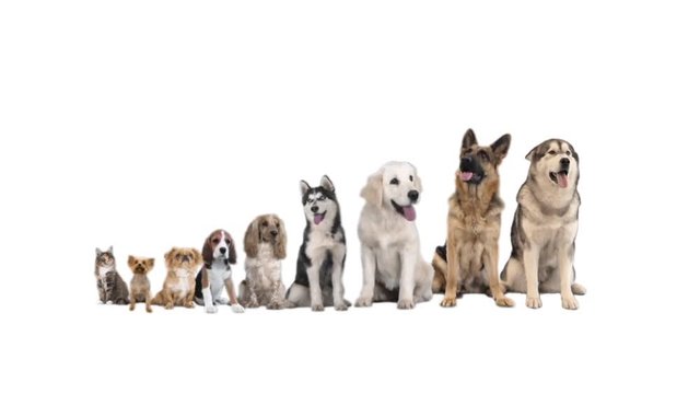 dogs and kitten on white background