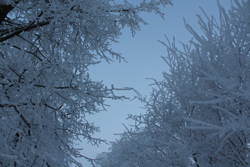 winter snow tree cold forest