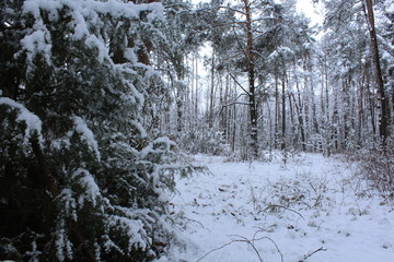 winter snow tree cold forest