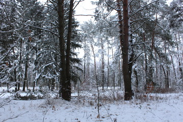 winter snow tree cold forest