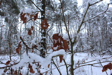 winter snow tree cold forest