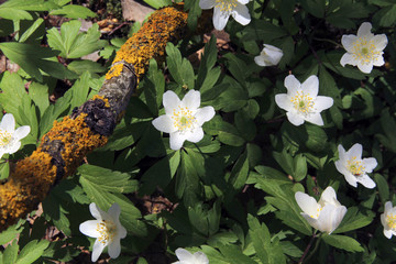flower nature spring forest 