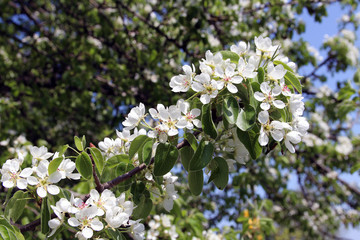 flower nature spring tree