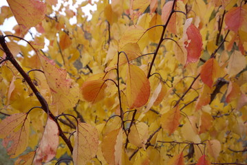 autumn leaves background