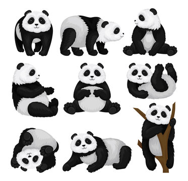 Flat vector set of funny panda in different poses. Bamboo bear with fluffy black and white fur. Tropical animal