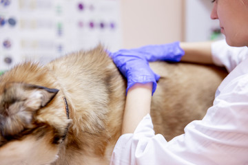 Obraz na płótnie Canvas female veterinarian examining a dog in a vet clinic