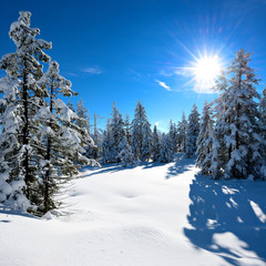 Winter Landscape, Spruce Forest Covered by Snow, bright sunshine, blue sky, no traces of man