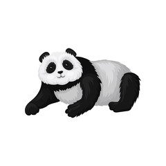 Obraz premium Cute panda lying on the ground. Bamboo bear with fluffy black and white fur. Exotic animal. Flat vector design