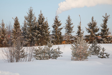 Beautiful winter forest landscape, trees covered snow