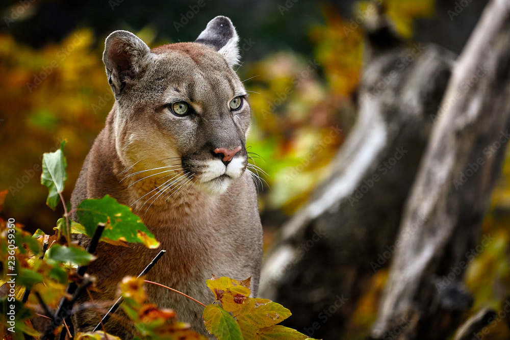 Wall mural Portrait of Beautiful Puma in autumn forest. American cougar - mountain lion, striking pose, scene in the woods, wildlife America