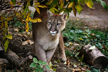 Portrait of Beautiful Puma in autumn forest. American cougar - mountain lion, striking pose, scene in the woods, wildlife America © Baranov