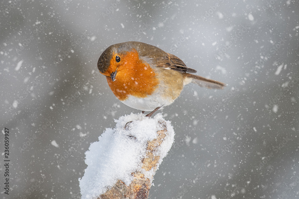 Poster a close up portrait of a robin in the snow. perched on a snow capped stump it is looking slightly do