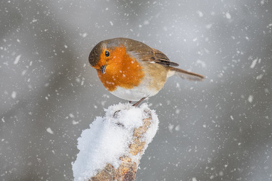 A close up portrait of a robin in the snow. Perched on a snow capped stump it is looking slightly down.