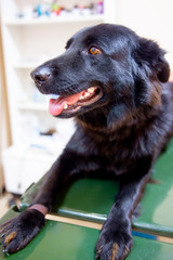 female veterinarian examining a dog in a vet clinic