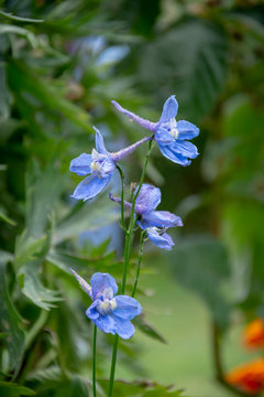 Consolida regalis