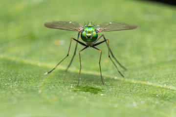 Green small fly have long legged stand on big green leaves in garden