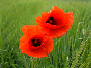 Mohn Blumen Blüte