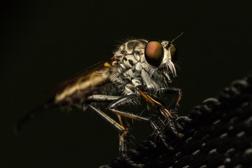 Close up of robber fly with selective focus