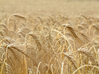 Feld mit Korn und Ehren