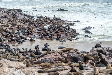 Fototapeta premium South African fur seals