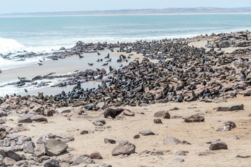 Fototapeta na wymiar South African fur seals