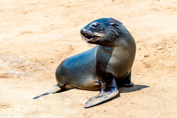 Fototapeta premium South African fur seal