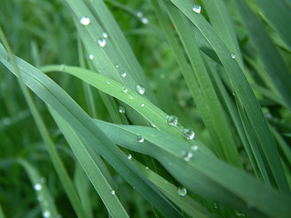 Obraz premium Grass mit Wassertropfen