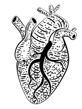 Human heart design