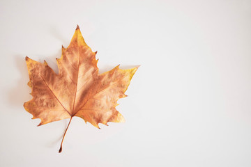 High angle view of sugar maple leaf against white background