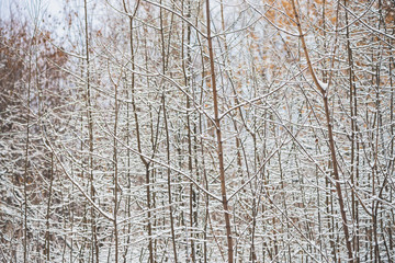 Fototapeta premium Tree branches in parkland close up. Snowy white background in grove with copy space. Winter trees and bushes with hoarfrost during snowfall. Fall of snow. Atmospheric forest landscape with copy space.