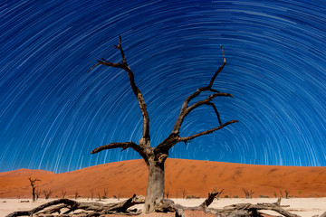The withered tree with star trails