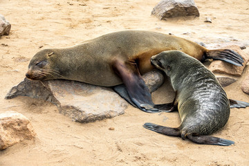 South African fur seal