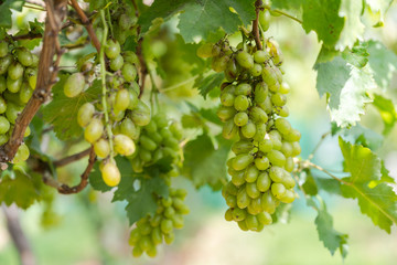 Vineyard with white wine grapes in countryside, Sunny bunches of grape hang on the vine