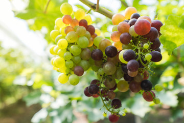 Vineyard with white wine grapes in countryside, Sunny bunches of grape hang on the vine