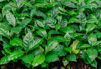 leaves of arabica coffee tree nursery plantation.
