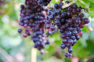 Vineyard with ripe grapes in countryside, Purple grapes hang on the vine