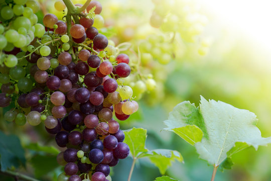 View of Image result for Grapes toxicity in canine excited artisans principle development