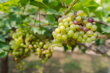 Fototapeta na wymiar Vineyard with white wine grapes in countryside, Sunny bunches of grape hang on the vine