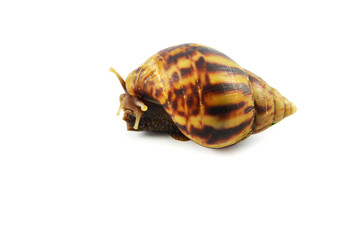 the garden snail striped isolated on white background